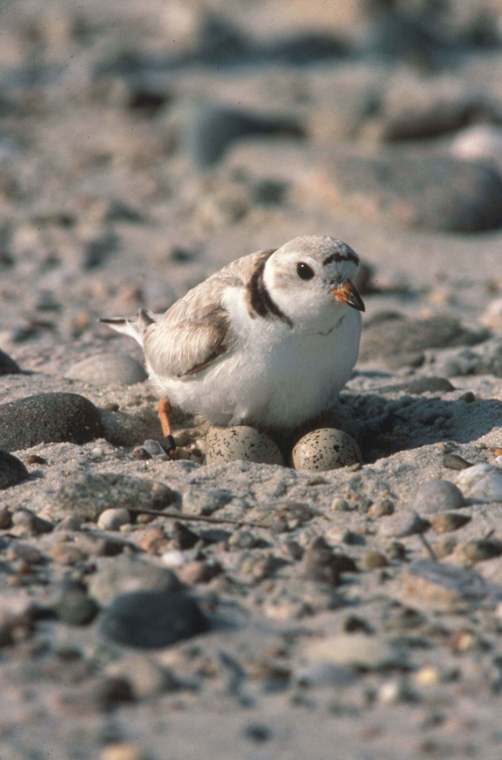 piping plover eggs